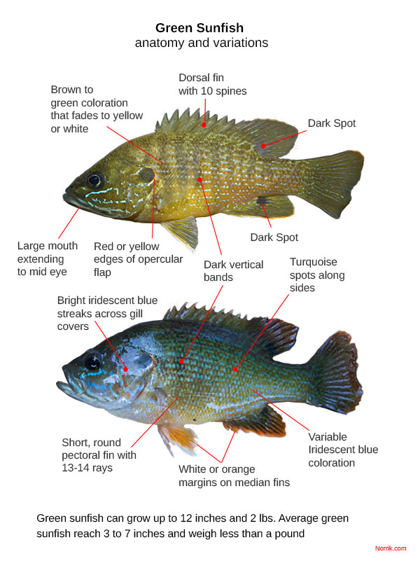 green sunfish anatomy and identification