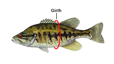 fish girth measurement