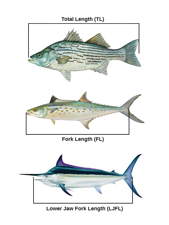 measuring fish length chart