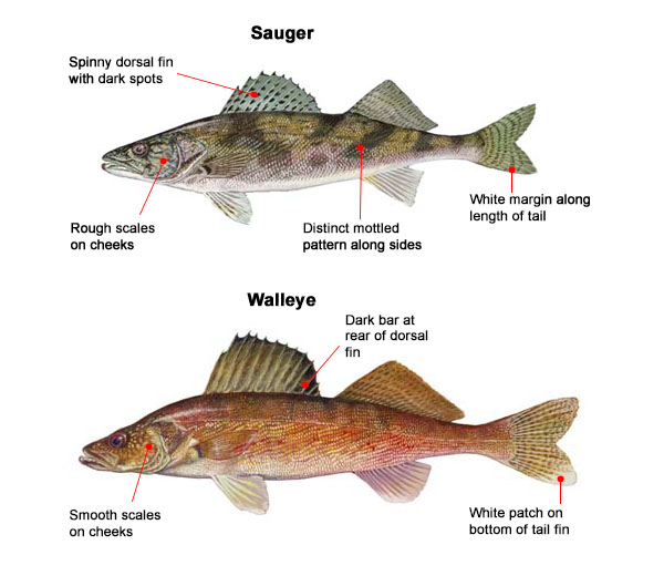 sauger vs walleye identification