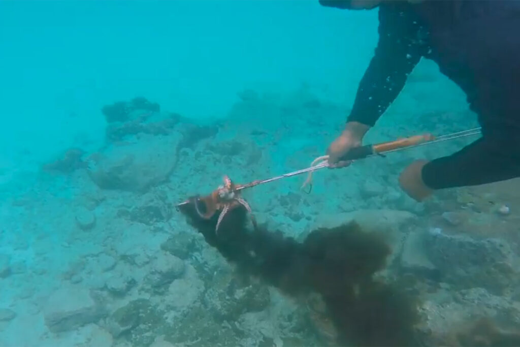 spear fishing an octopus on american samoa