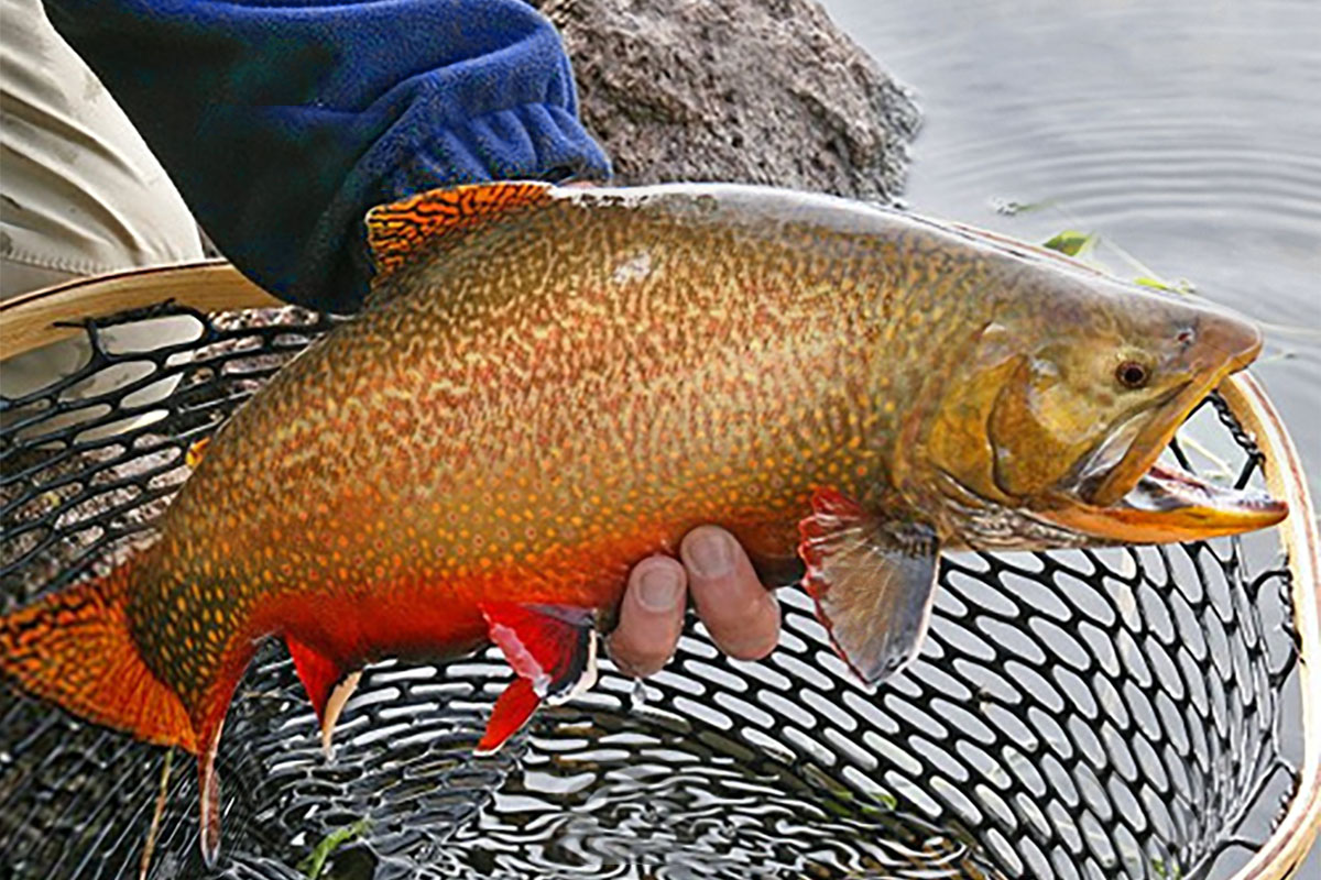angler with tiger trout