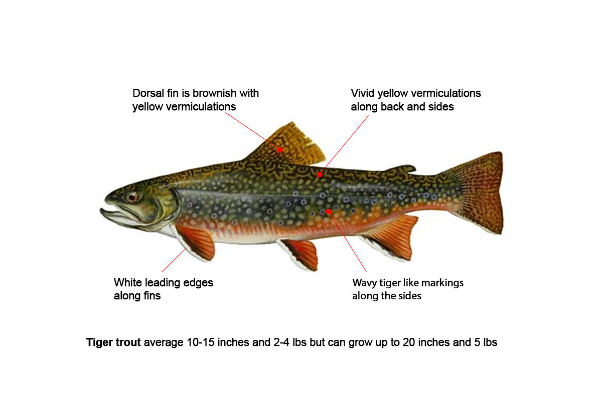 tiger trout identification diagram