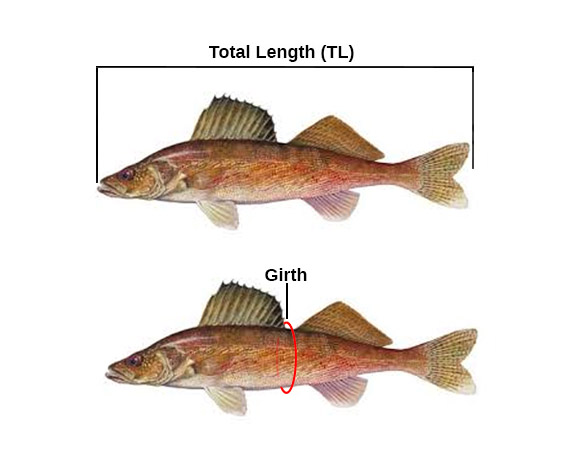 walleye length and girth measurement diagrams